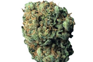 Origine Nature MED 30/1